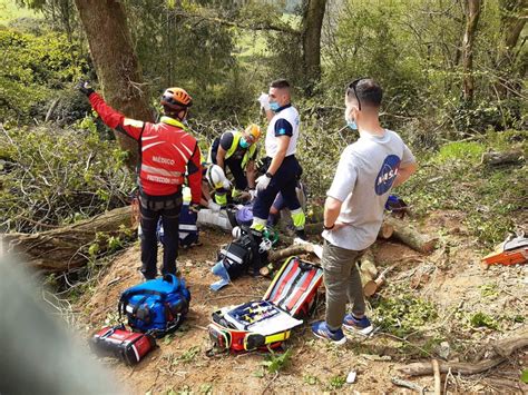 Herido Un Hombre De A Os Al Caerle Un Rbol En Una Pierna En Una