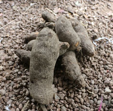 Yam Varieties in Grenada – Farming in Grenada