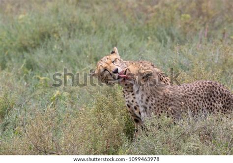 Two Cheetahs Kissing Licking Each Other Stock Photo 1099463978