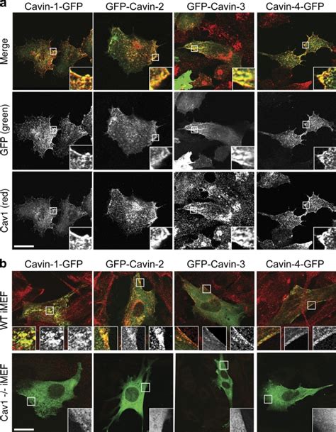 Cavins Colocalize With Caveolin And Are Dependent On Caveolin For