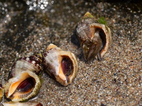 Rapana Venosa Common Name The Veined Rapa Whelk A Marine Gastropod