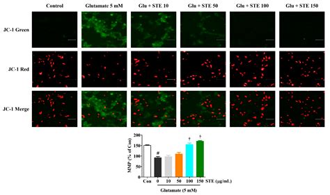 Ijms Free Full Text Selaginella Tamariscina Inhibits Glutamate