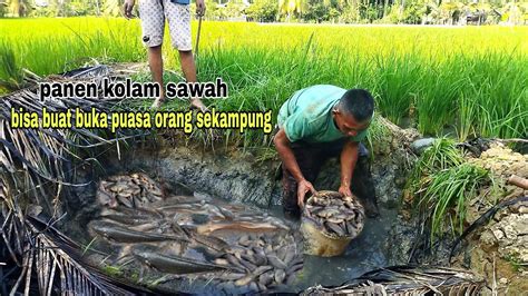 Nguras Kolam Sawah Rasa Nya Sungai Nggak Nyangka Kolam Sekecil Ini