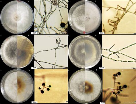 Morphological Characters Of Endophytic Fungi Colonies From Peronema Download Scientific Diagram