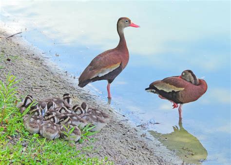 Black Bellied Whistler Ducks And Ducklings Resting At The Shore