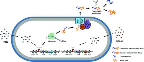 Overview Of The Heterologous Production Platform For Precursor Nisin In