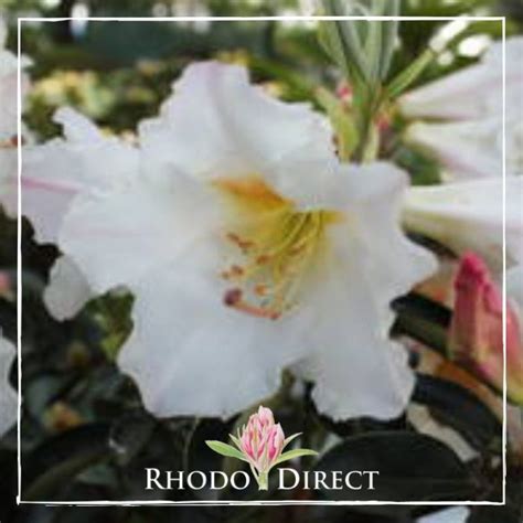 Rhododendron Floral Gift Rhododirect Buy Rhododendrons Online In New