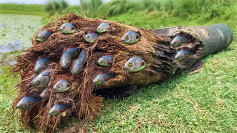 É Por Isso Que Esses Peixes Vivem Dentro de Árvores e Não na Água YouTube