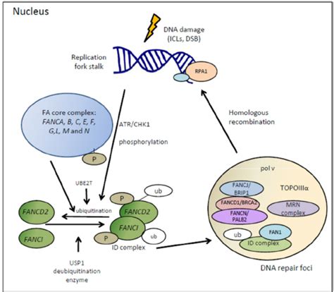 Exemplary Model Of Fabrca Pathway Download Scientific Diagram