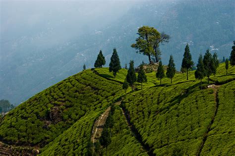 Happy Valley Tea Estate - Darjeeling Tea Garden - Ambootia Group