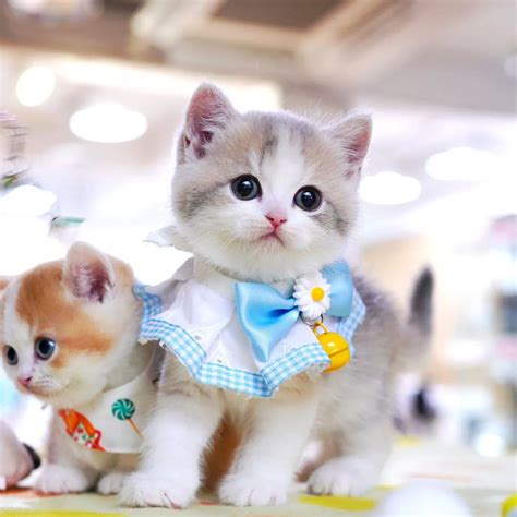 Scottish Fold Munchkin Cat For Sale At Fuzzy Munchkins