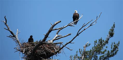 File:Bald Eagle guarding its nest (5924277825).jpg - Wikimedia Commons
