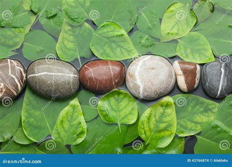 Piedras Y Hojas Rayadas En El Agua En Fondo Mojado Foto De Archivo