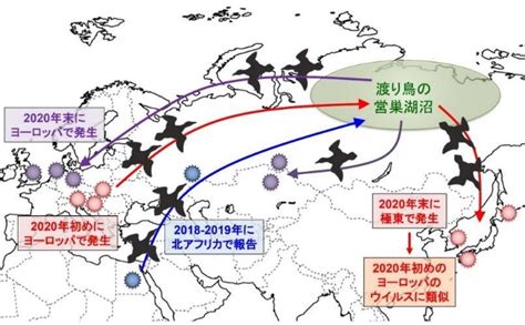 新着情報 渡り鳥のフンから高病原性鳥インフルエンザウイルス分離～世界大流行の兆しとその対策にむけて～（獣医学研究院 教授 迫田義博）