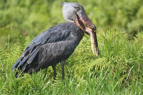 Shoebill stork size - daqust