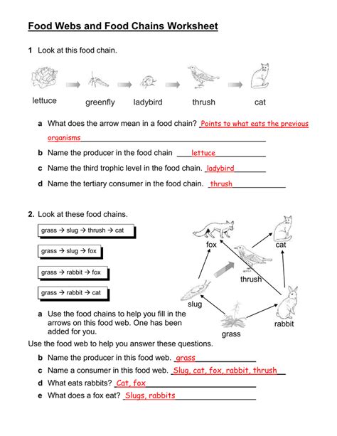 Food Chains And Food Webs Worksheet Worksheet Food Chain Web