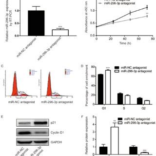 Mir P Regulated Cell Growth And Cell Cycle In U Cells A