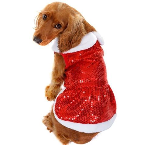 Christmas Outfits Ideas for Dogs - InspirationSeek.com