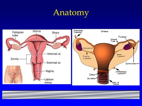 Ppt Colposcopy Powerpoint Presentation Free Download Id 1703513