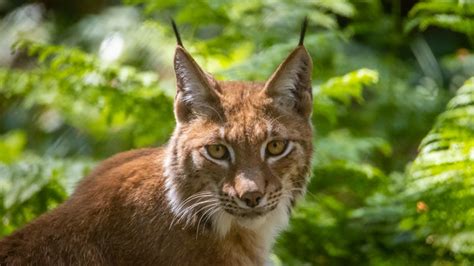 New Forest Wildlife Park Ashurst Hampshire