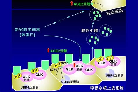 國衛院發現新冠病毒快速感染機制 有助研發藥物與疫苗 文教新聞｜國立教育廣播電臺