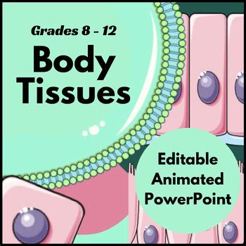 Body Tissues Powerpoint Epithelial Connective Muscle And Nervous