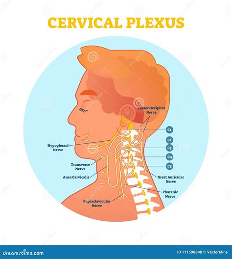 Cervical Plexus Anatomical Nerve Diagram Vector Illustration Scheme