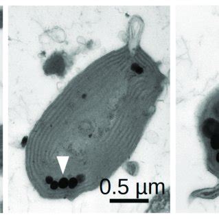 Phototaxis Of Cyanidioschyzon Merolae A Set Up For The Light