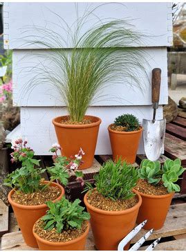 Drought Resistant Plant Collection Beth Chatto S Plants