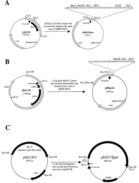 Schematic Diagrams Depicting The Cloning Strategy For Construction Of