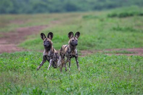 Dos Perros Salvajes Africanos En Alerta Foto Premium