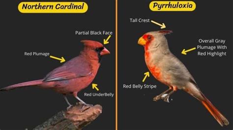 Northern Cardinal VS Pyrrhuloxia Complete Difference List