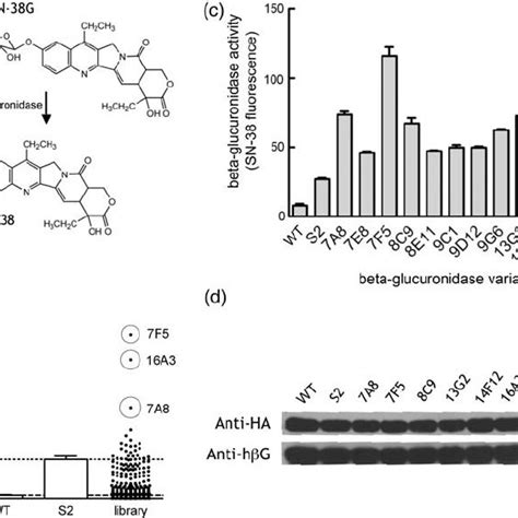 Characterization Of High Activity B Glucuronidase Variants Obtained By