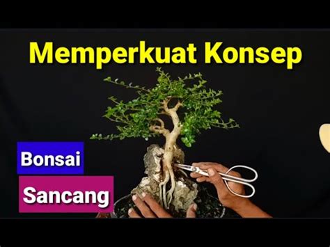 MEMPERKUAT KONSEP DAN TAMPILAN BONSAI DI BATU YouTube