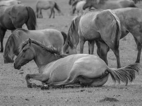 Premium Photo Wild Horse