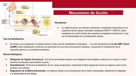 Eje Hipotalamo Hipofisario Ovarico Ginecolog A Ppt