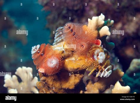 Corals And Christmas Tree Worms In The Caribbean Sea Photo Vd Stock