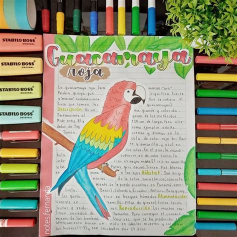 Holaaaa Hoy Les Comparto Mi Apunte Sobre La Guacamaya Roja Lo