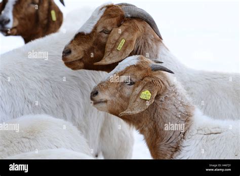 Boers Goat House Goat Capra Aegagrus Hircus Young Animal Snow