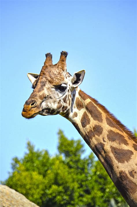 BIOPARC Valencia celebra el Día Mundial de la Jirafa 2019