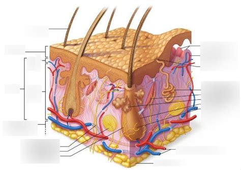 Layers of Skin Diagram | Quizlet