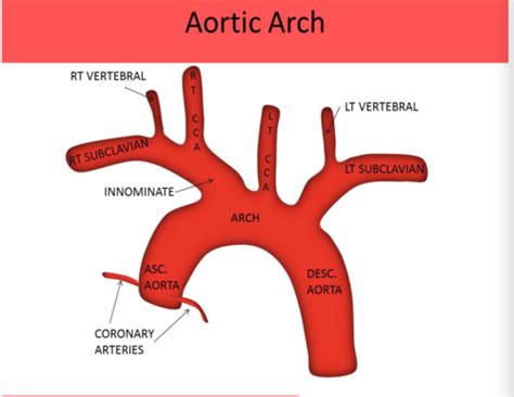 Cerebrovascular Anatomy 1 Flashcards Quizlet