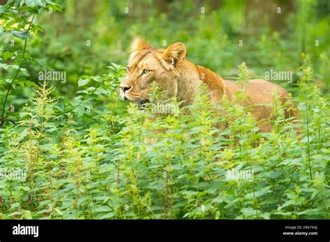 Lion Panthera Leo Lioness Walking Through Vegetation Stock Photo Alamy