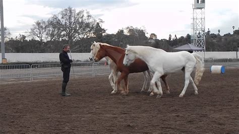 Pomona Horse Expo Day 1 With David Lichman Parelli 5 Star Professional