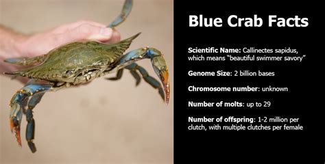 Blue Crab Facts : Crab Blue Sapidus Callinectes Its Carapace Mottled ...