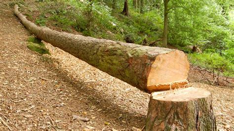 "Felled" or "fallen": The tale of a tree and the Grammar Police
