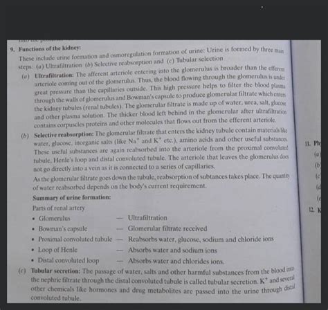 These Include Urine Formation And Osmoregulation Formation Of Urine Urin