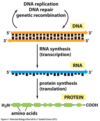 Regulation Of Gene Expression Flashcards Quizlet