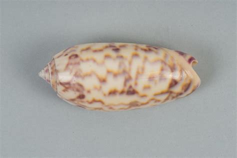 Mollusc Shell Ornate Olive Shell Oliva Lignaria New Zealand