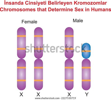 Chromosomes That Determine Sex Humans Stock Vector Royalty Free
